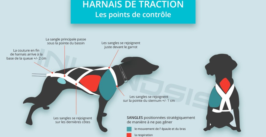 Guide : vérifiez si votre harnais de canicross Inlandsis est bien adapté à votre chien