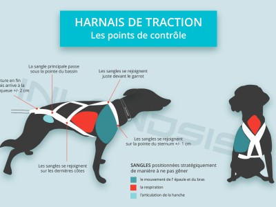 Guide : vérifiez si votre harnais de canicross Inlandsis est bien adapté à votre chien