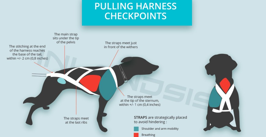 Guide: Ensure Your Canicross Harness is the Right Fit for Your Dog