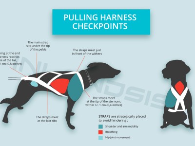 Guide: Ensure Your Canicross Harness is the Right Fit for Your Dog