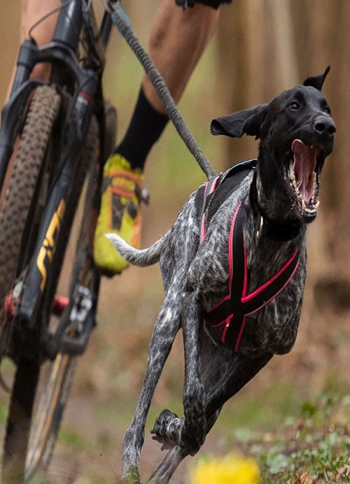 Harnais Canicross X-Back One I-DOG - All 4 Dog Sports